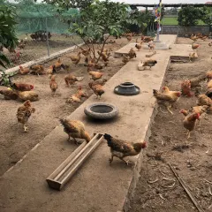 Gà lương phượng bố mẹ